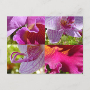 Orchids Cairns Botanic Gardens Postcard
