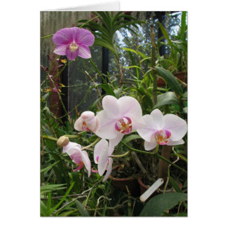 Orchids - Customised