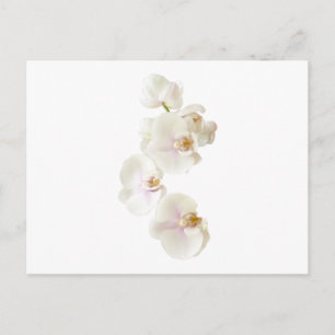 Orchids Flowers Postcard