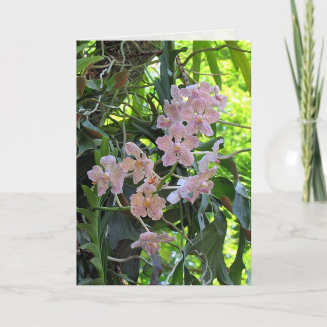 Orchids Greeting Card (Front)