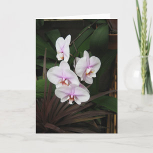 Orchids Greeting Card