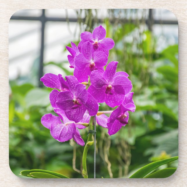 Orchids hard plastic coasters (Front)