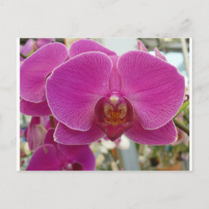 Orchids Hot Pink Postcard