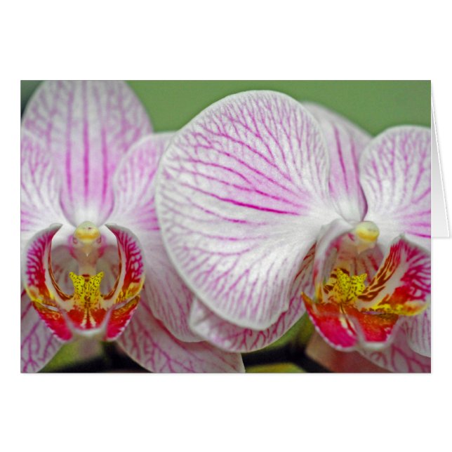 Orchids in Bloom (Front Horizontal)