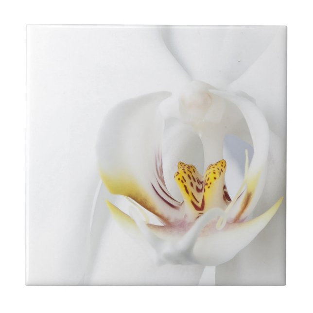 Orchids in White Ceramic Tile (Front)