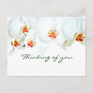 Orchids Love_ Postcard