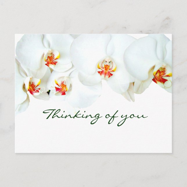 Orchids Love_ Postcard (Front)