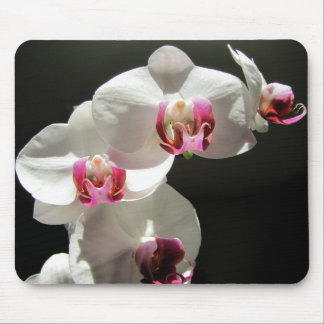 Orchids Mouse Pad