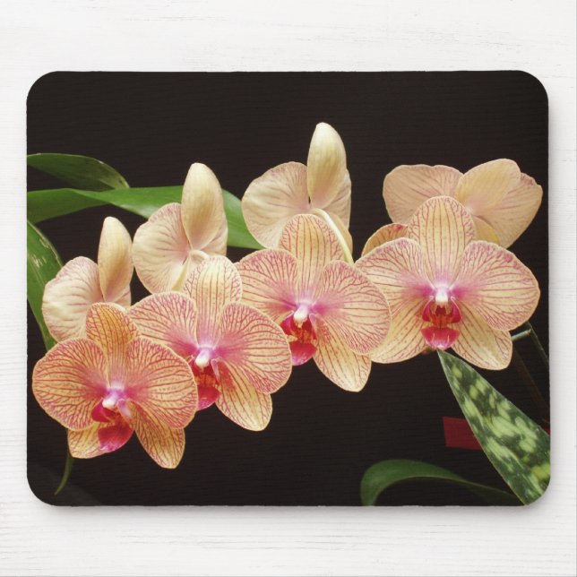 Orchids! Mouse Pad (Front)