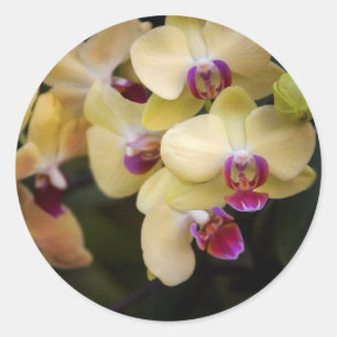 Orchids of pink and yellow classic round sticker