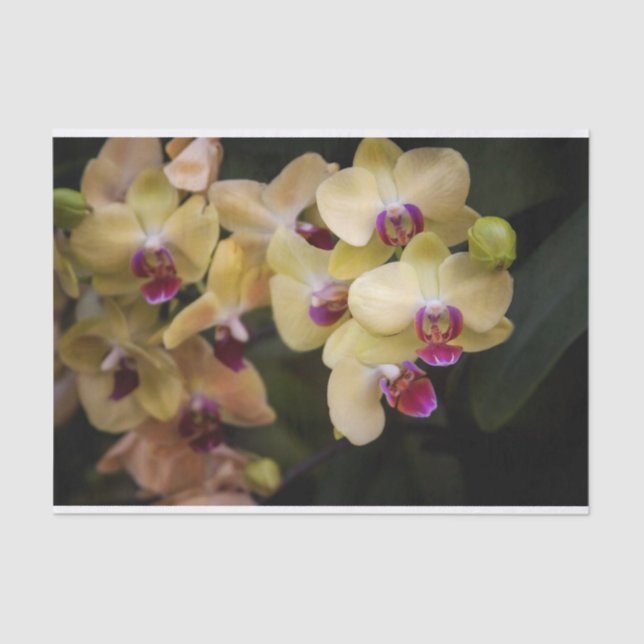 Orchids of pink and yellow tissue paper (Front)