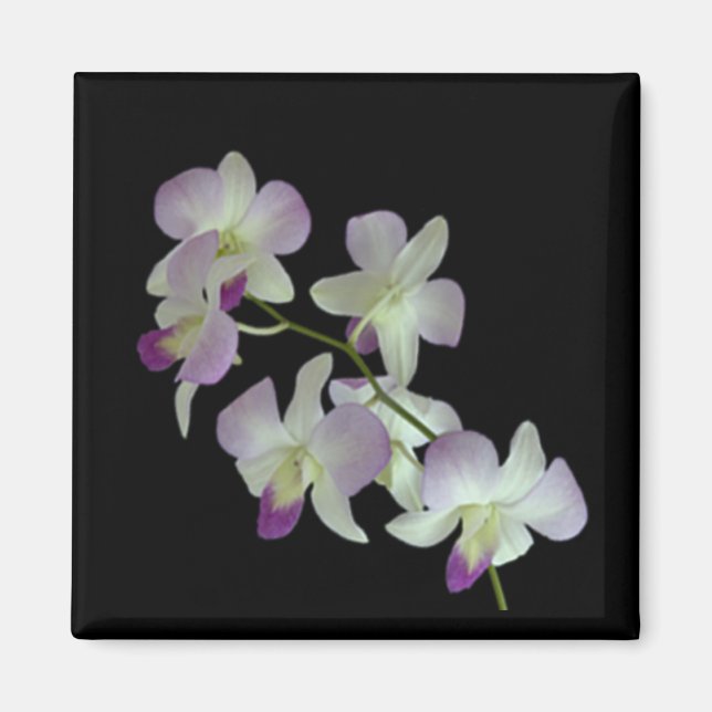 Orchids on Black Magnet (Front)