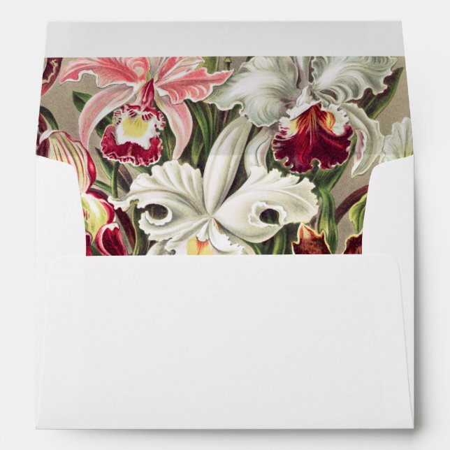 Orchids, Orchideae Denusblumen by Ernst Haeckel Envelope (Back (Bottom))