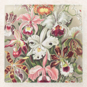 Orchids, Orchideae Denusblumen by Ernst Haeckel Glass Coaster
