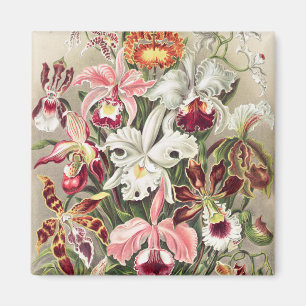 Orchids, Orchideae Denusblumen by Ernst Haeckel Magnet