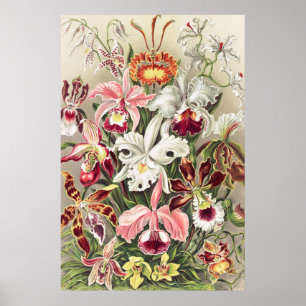 Orchids, Orchideae Denusblumen by Ernst Haeckel Poster