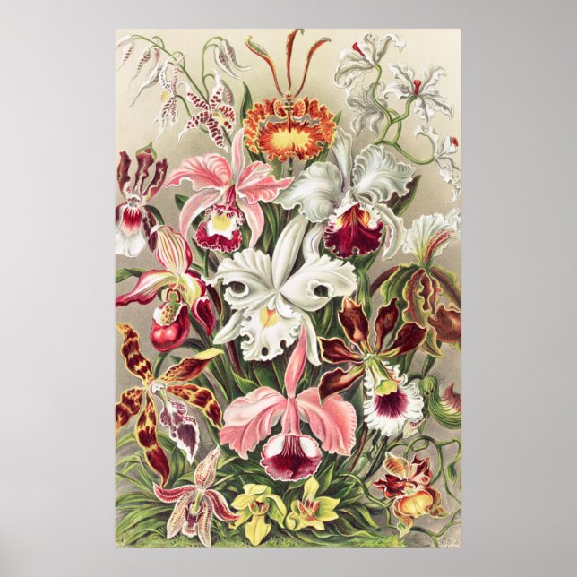 Orchids, Orchideae Denusblumen by Ernst Haeckel Poster (Front)