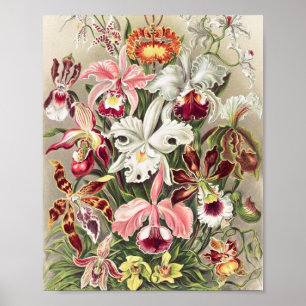Orchids, Orchideae Denusblumen by Ernst Haeckel Poster