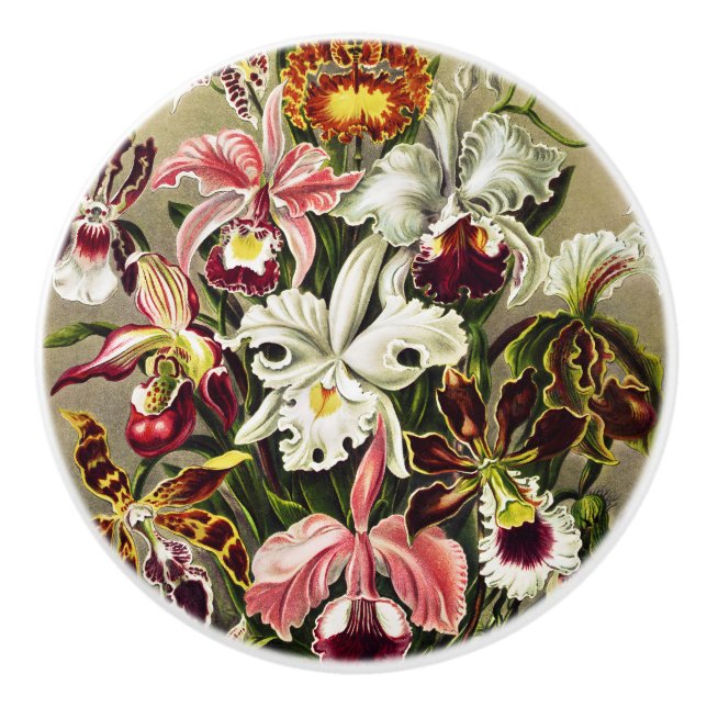 Orchids, Orchideae Denusblumen Ernst Haeckel Ceramic Knob (Front)