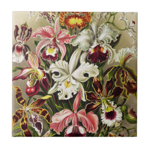 Orchids, Orchideae Denusblumen Ernst Haeckel  Ceramic Tile