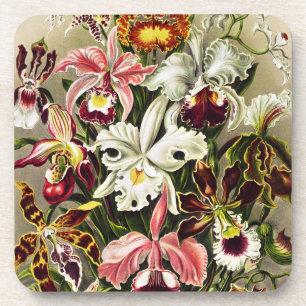 Orchids, Orchideae Denusblumen Ernst Haeckel Coaster