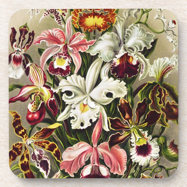 Orchids, Orchideae Denusblumen Ernst Haeckel Coaster (Front)