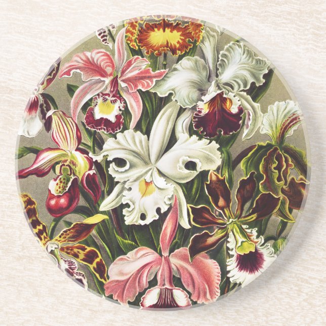Orchids, Orchideae Denusblumen Ernst Haeckel Coaster (Front)