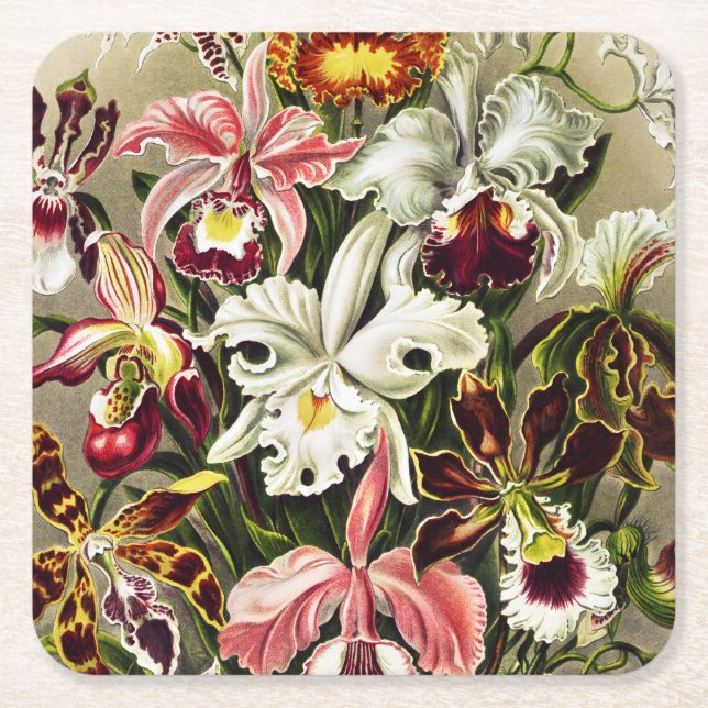 Orchids, Orchideae Denusblumen Ernst Haeckel Square Paper Coaster (Front)