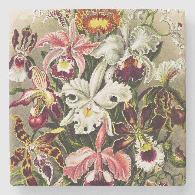Orchids, Orchideae Denusblumen Ernst Haeckel Stone Coaster (Front)