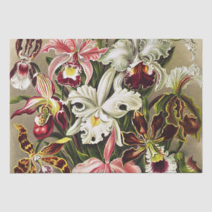 Orchids, Orchideae Denusblumen Ernst Haeckel  Tissue Paper
