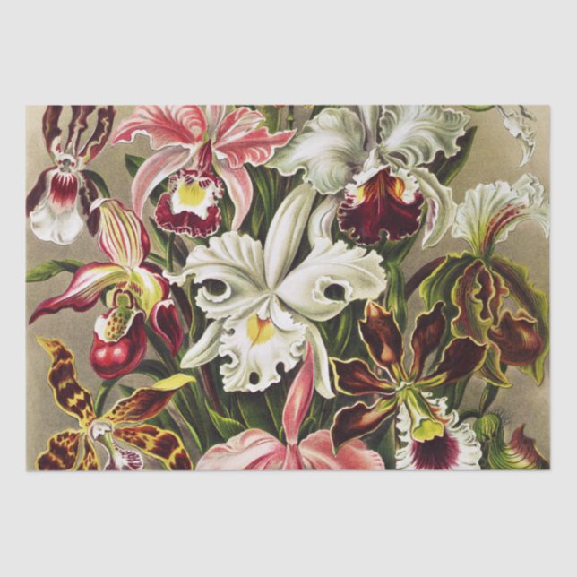 Orchids, Orchideae Denusblumen Ernst Haeckel  Tissue Paper (Front)