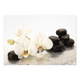 Orchids Photo Print