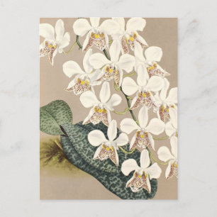 Orchids Postcard