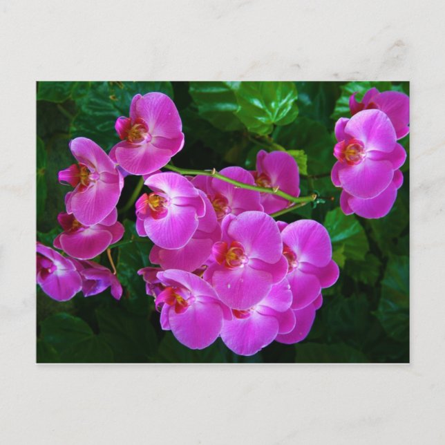 Orchids Postcard (Front)