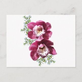 Orchids  postcard