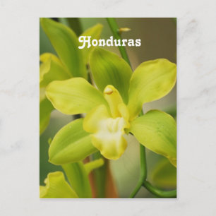 Orchids Postcard