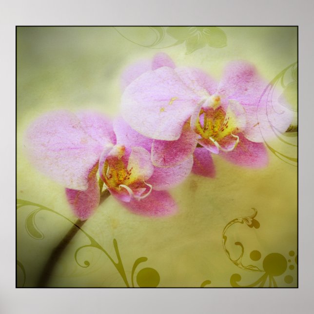 Orchids Poster (Front)