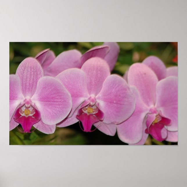 Orchids Poster (Front)