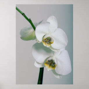 orchids poster