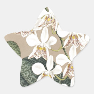 Orchids Star Sticker
