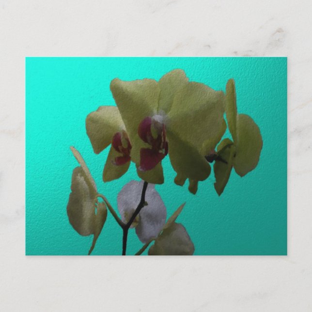 Orchids: Yellow and White Postcard (Front)