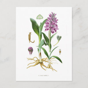 Orchis latifolia postcard