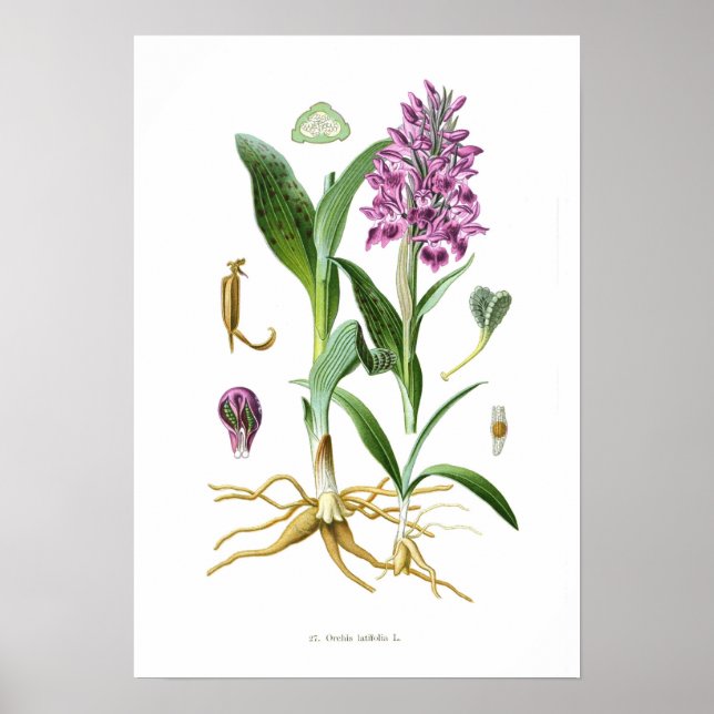 Orchis latifolia poster (Front)