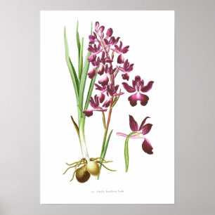 Orchis laxiflora poster