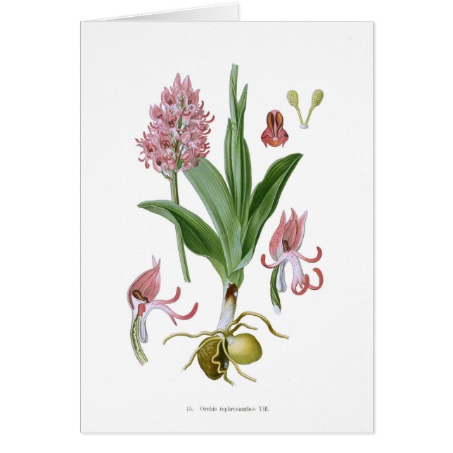 Orchis tephrosanthos (Front)