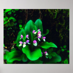 Orchis Wildflowers Poster