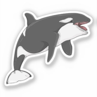 Orcinus Orca vector illustration