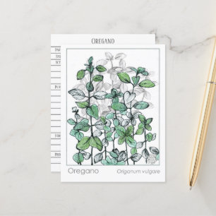 Oregano Medicinal Herbal Plant Drawing Postcard