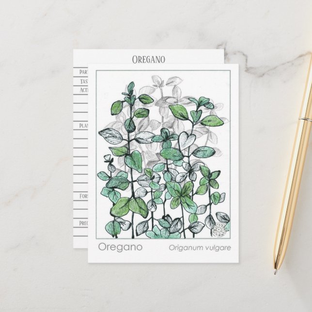 Oregano Medicinal Herbal Plant Drawing Postcard (Front/Back In Situ)