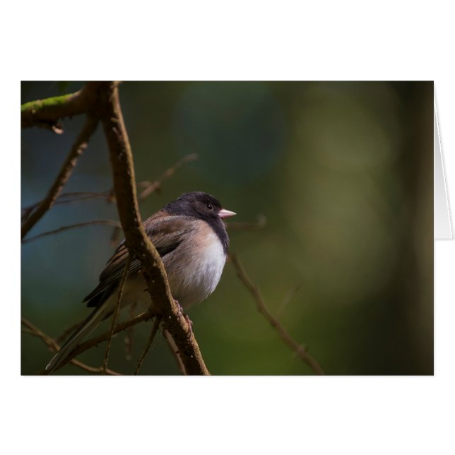 Oregeon Junco (Front Horizontal)